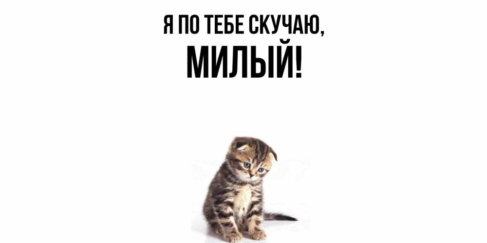 Скучаю по милому. Пикчи с котиками скучаю. Скучаю мем. Милый не скучай инстасамка. Милый не скучай инстасамка.