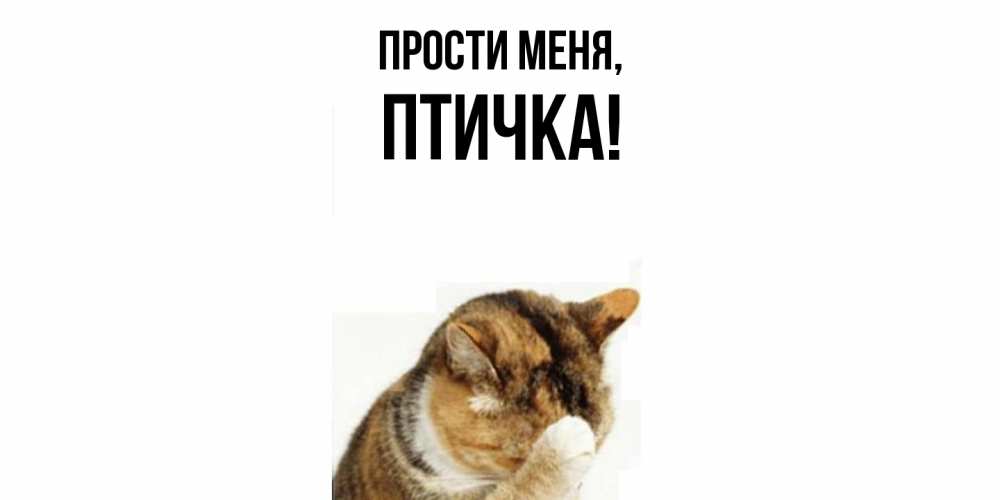 Картинка Прости меня, птичка