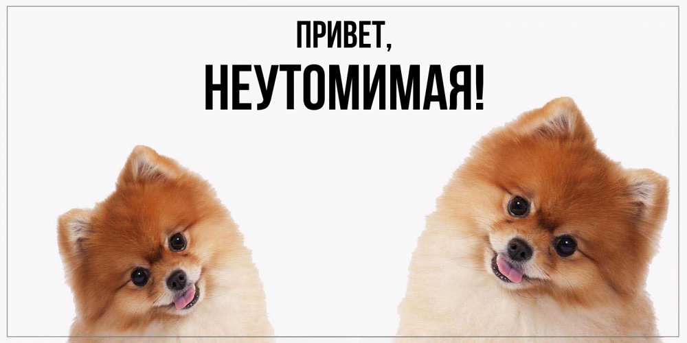 Картинка Привет, неутомимая
