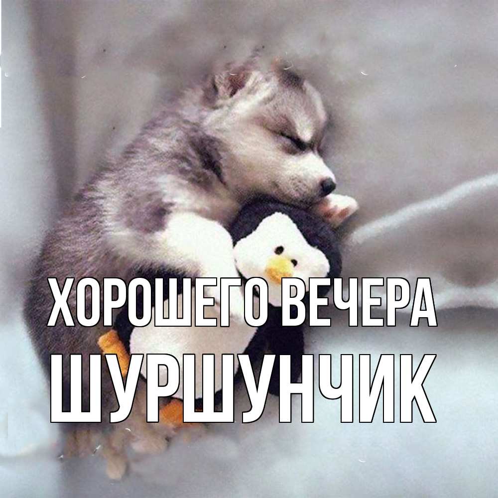 Открытка с именем, шуршунчик, Хорошего вечера