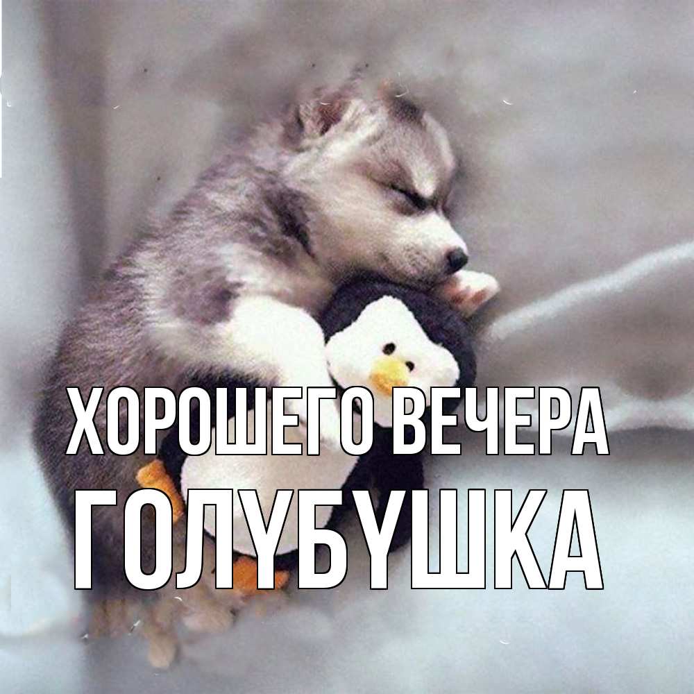 Открытка  для любимых и родных. голyбyшка, Хорошего вечера  