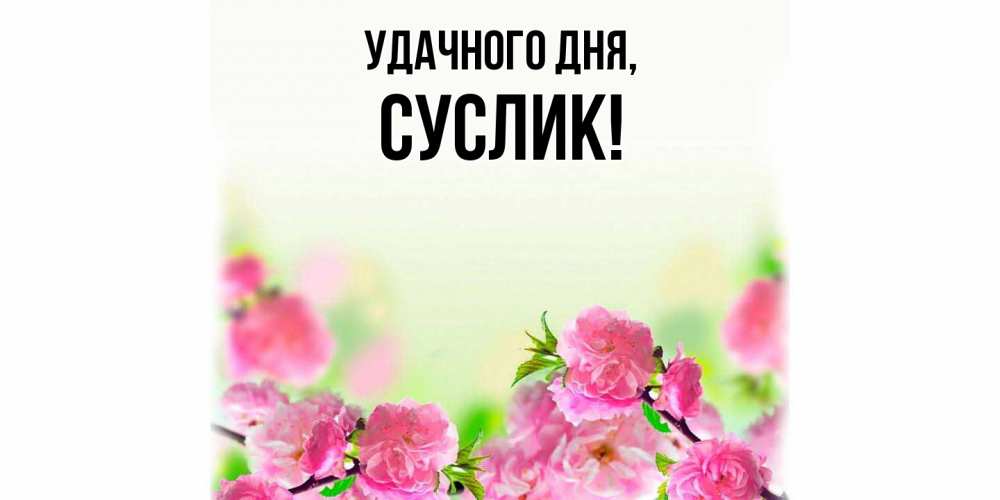 Открытка  для любимых и родных. суслик, Удачного дня  
