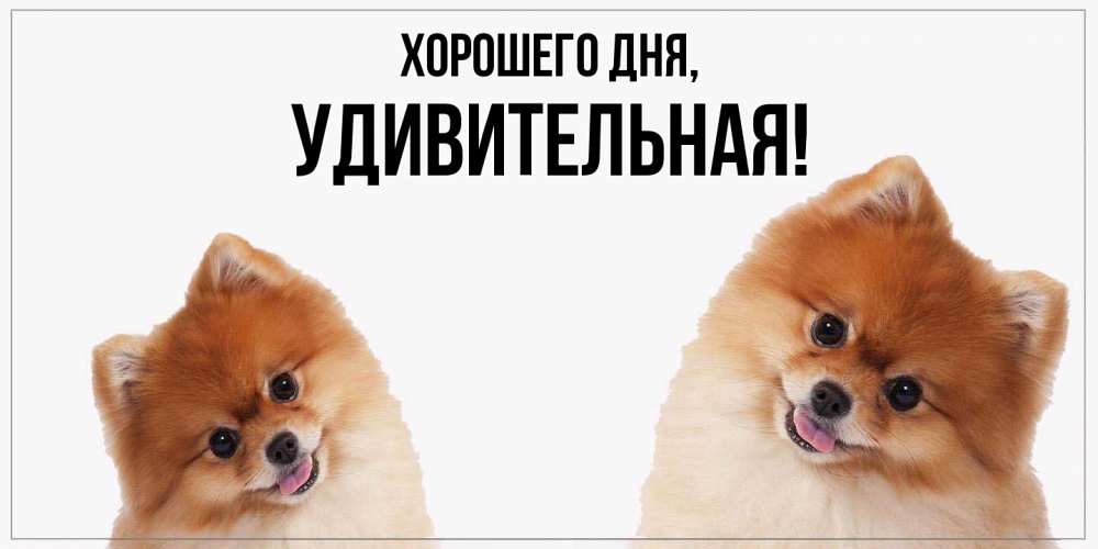 Открытка  для любимых и родных. удивительная, Хорошего дня  