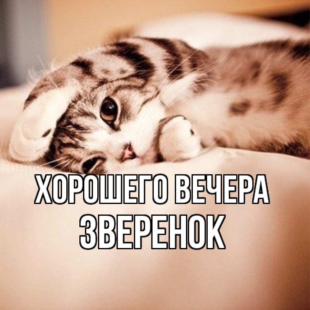 Открытка  для любимых и родных. звеpенок, Хорошего вечера  