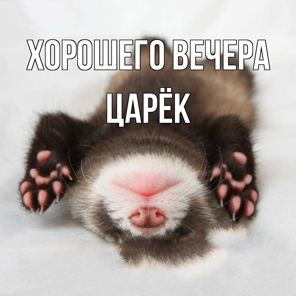 Открытка  для любимых и родных. царёк, Хорошего вечера  