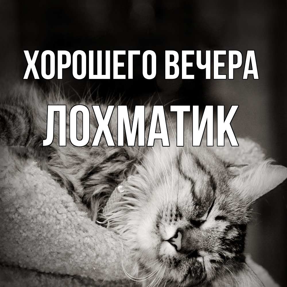Открытка  для любимых и родных. лохматик, Хорошего вечера  