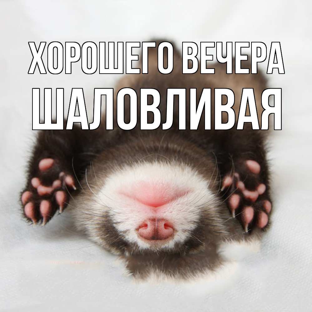 Открытка  для любимых и родных. шаловливая, Хорошего вечера  