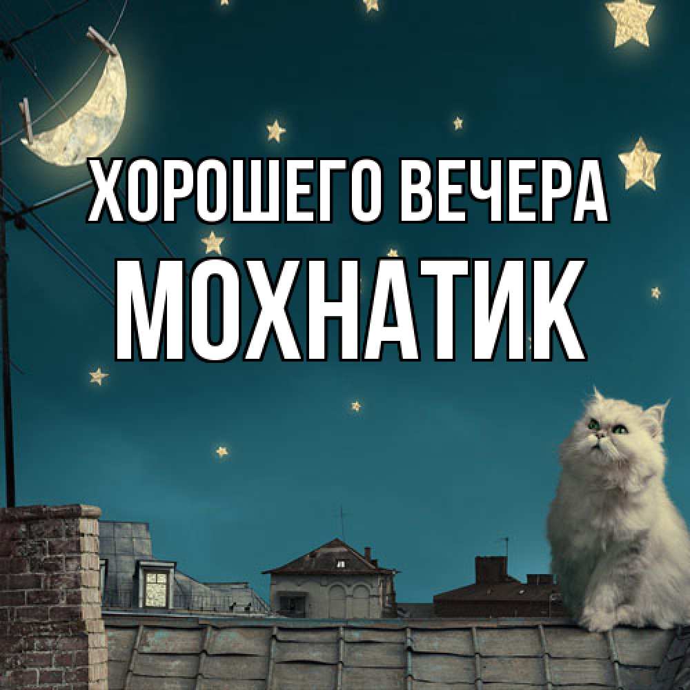 Открытка  для любимых и родных. мохнатик, Хорошего вечера  