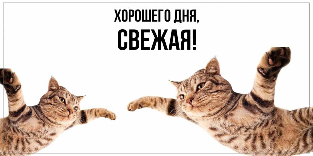 Открытка  для любимых и родных. свежая, Хорошего дня  
