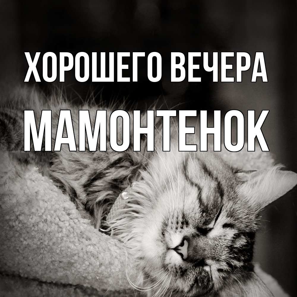 Открытка  для любимых и родных. мамонтенок, Хорошего вечера  