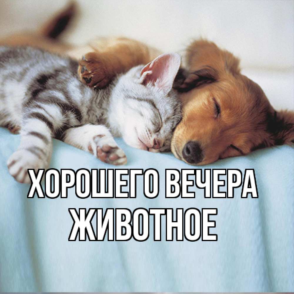 Открытка  для любимых и родных. животное, Хорошего вечера  