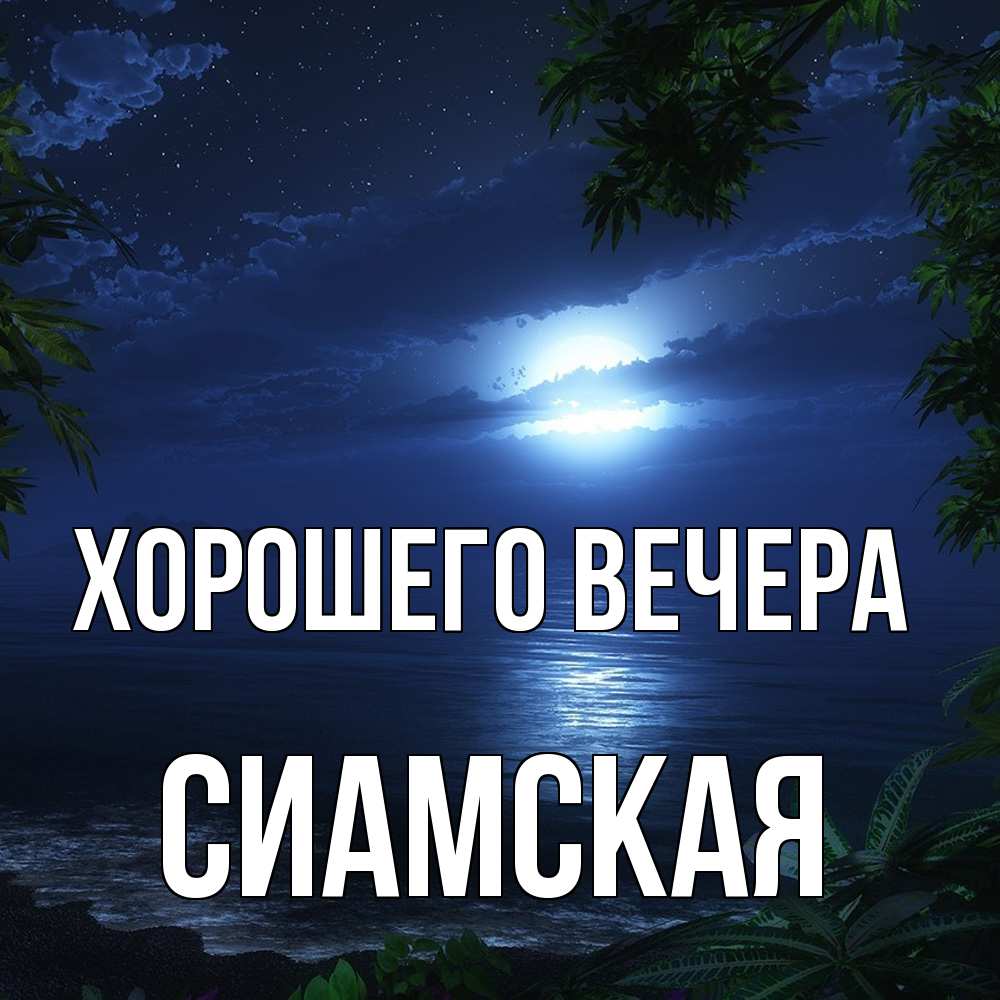 Картинка Хорошего вечера, сиамская