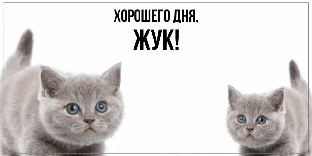 Открытка  для любимых и родных. жук, Хорошего дня  