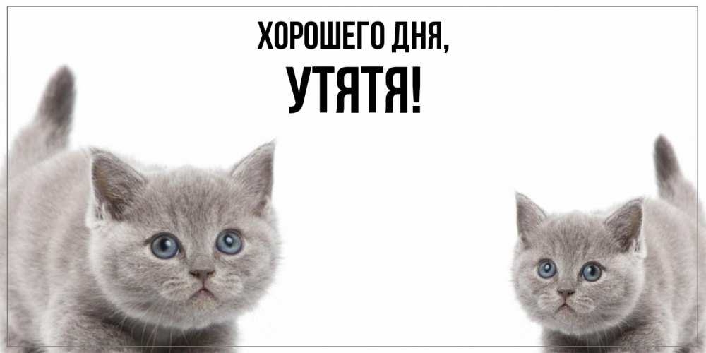 Открытка  для любимых и родных. утятя, Хорошего дня  