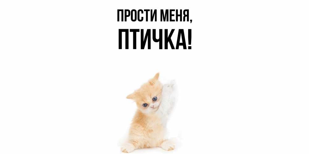 Картинка Прости меня, птичка
