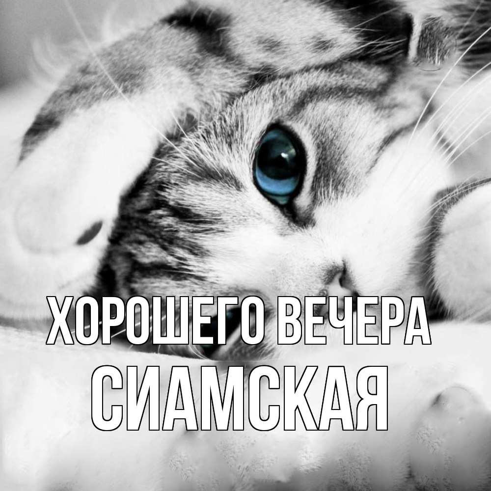 Картинка Хорошего вечера, сиамская