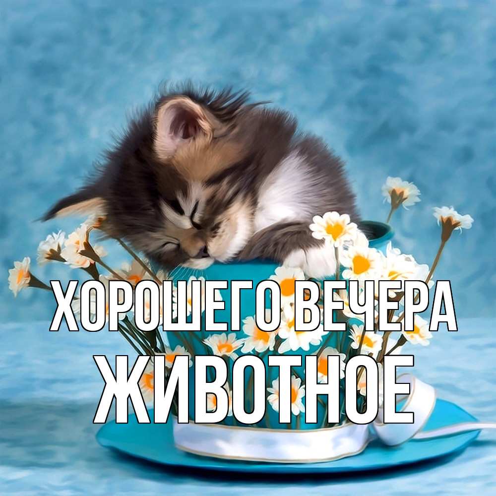 Картинка Хорошего вечера, животное