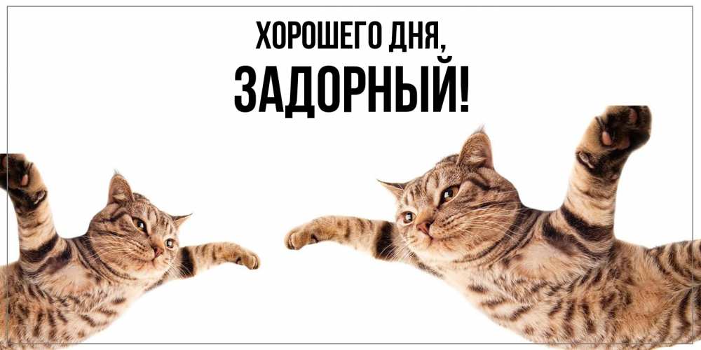 Открытка  для любимых и родных. задорный, Хорошего дня  