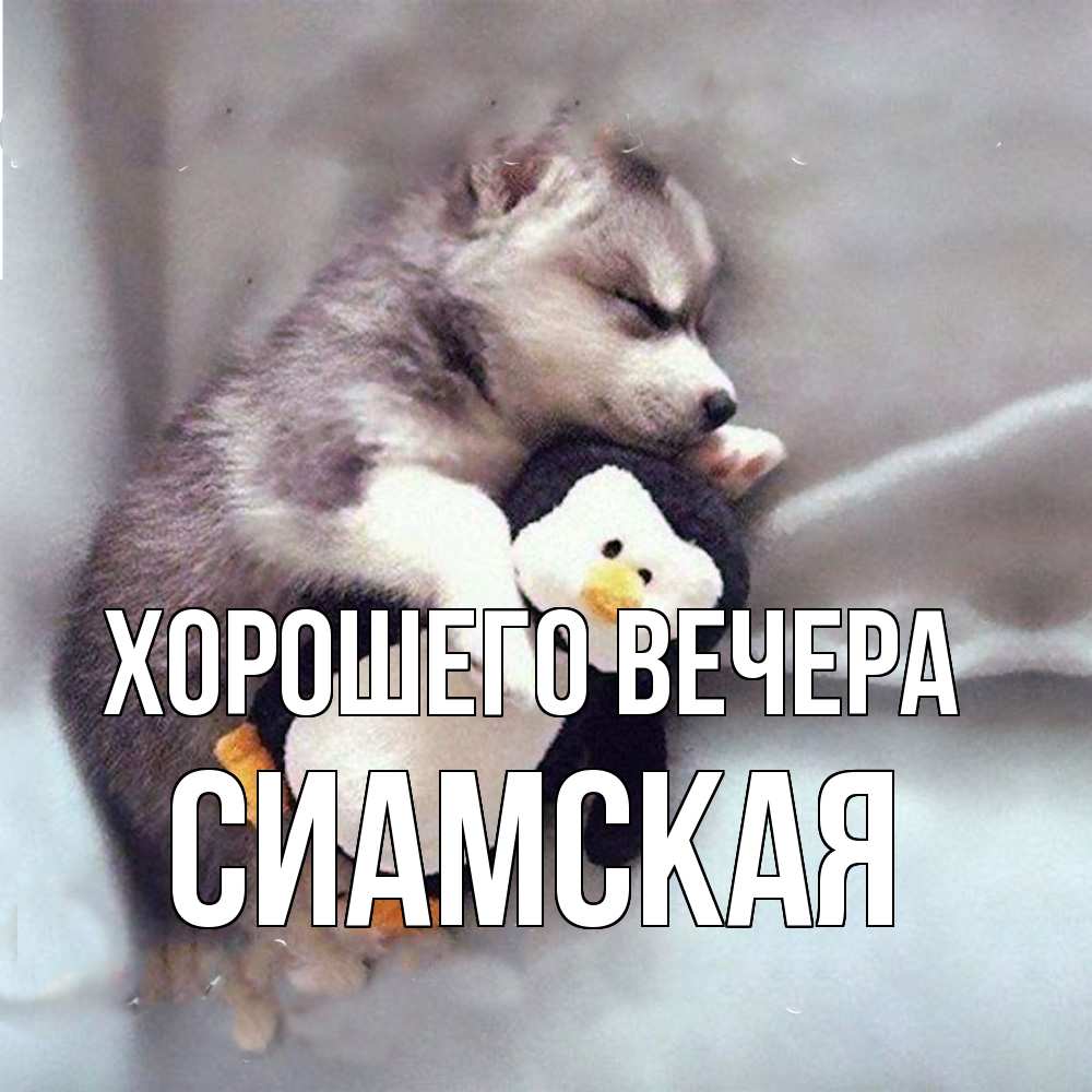 Открытка  для любимых и родных. сиамская, Хорошего вечера  