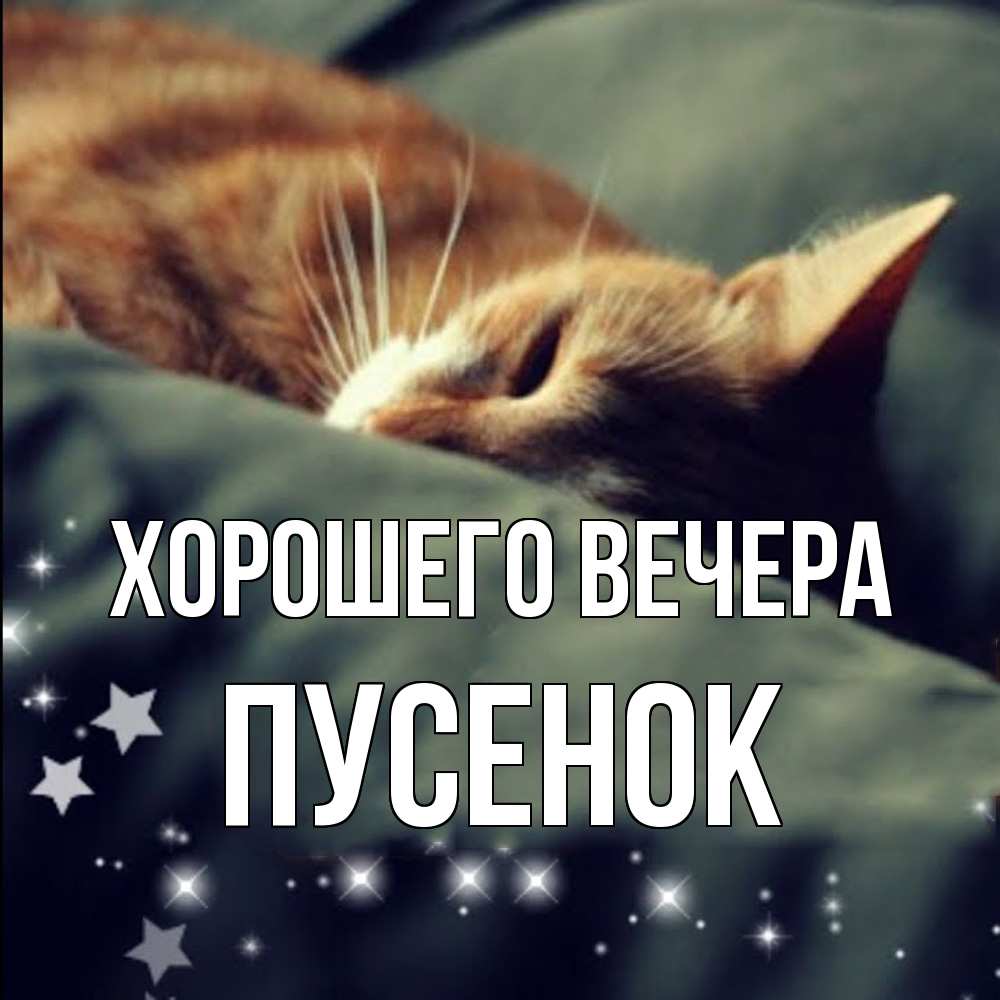 Открытка  для любимых и родных. пусенок, Хорошего вечера  