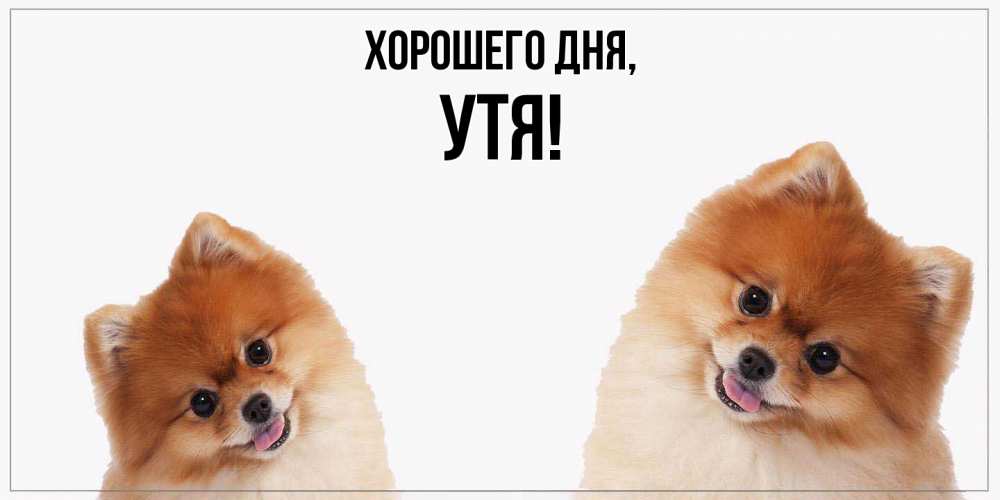 Открытка  для любимых и родных. утя, Хорошего дня  