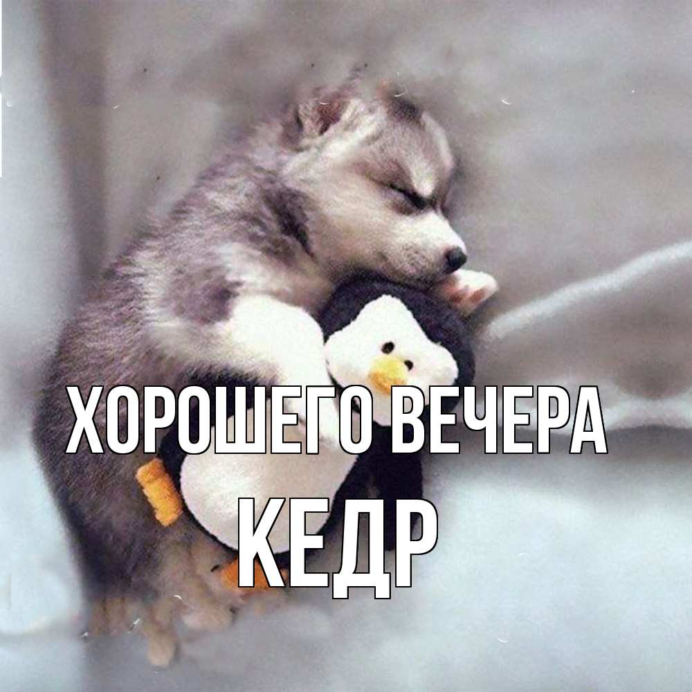 Открытка  для любимых и родных. кедр, Хорошего вечера  