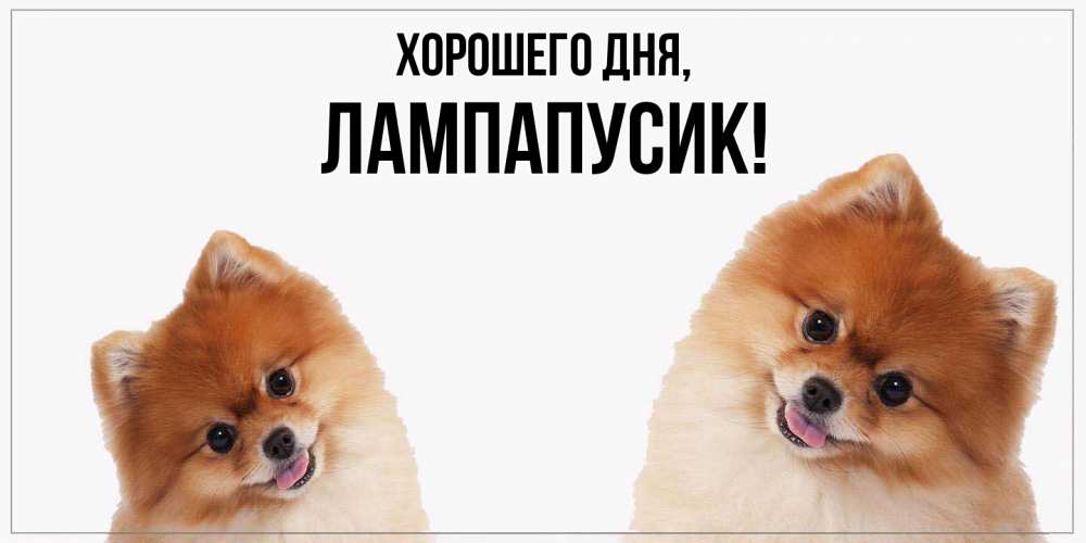 Открытка  для любимых и родных. лампапусик, Хорошего дня  