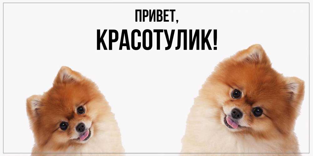 Открытка  для любимых и родных. красотулик, Привет  