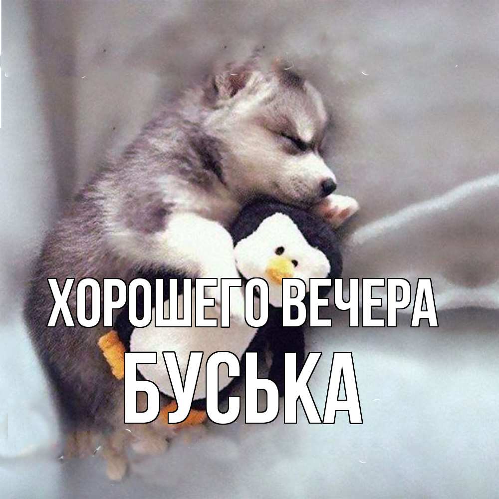 Открытка  для любимых и родных. буська, Хорошего вечера  