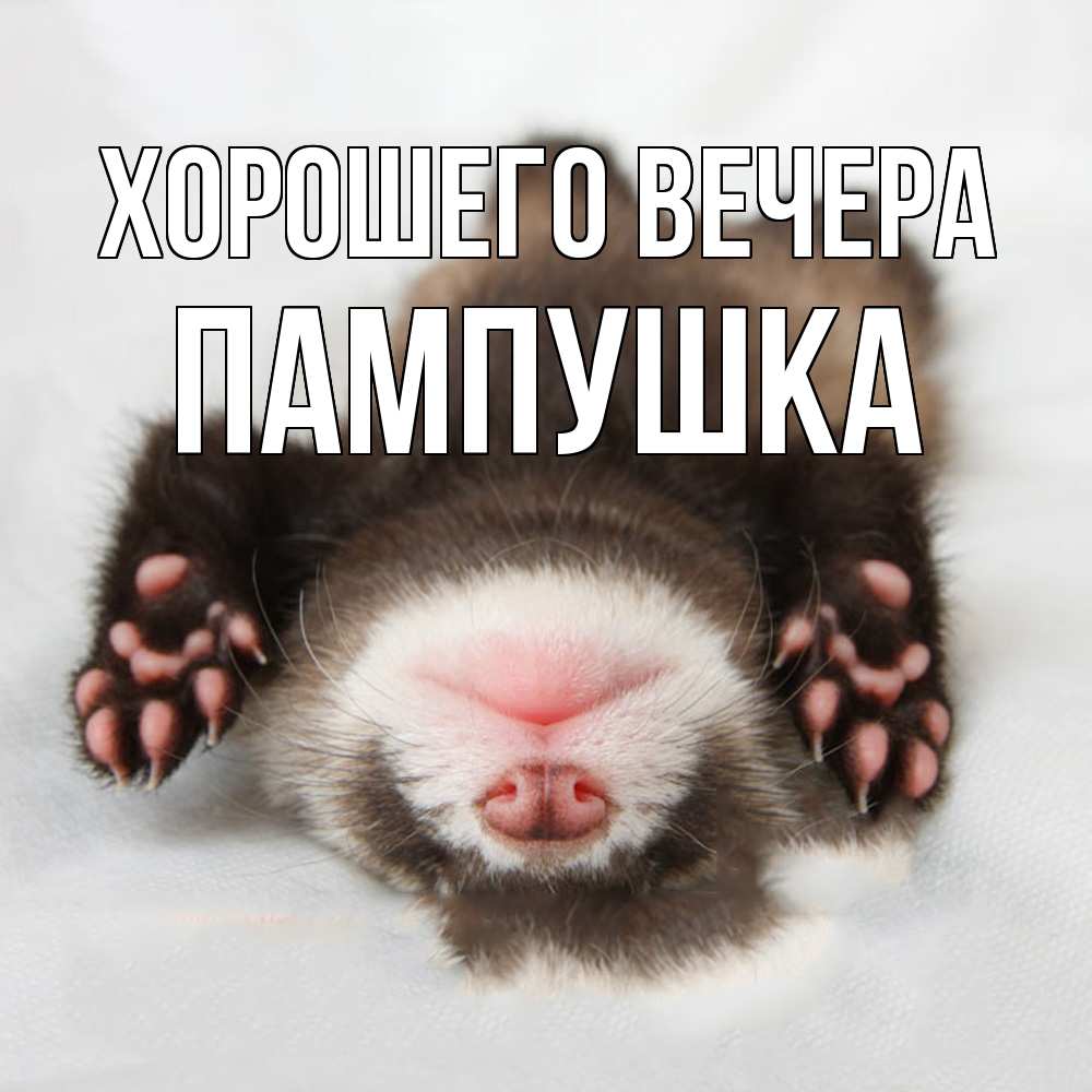 Открытка  для любимых и родных. пампушка, Хорошего вечера  