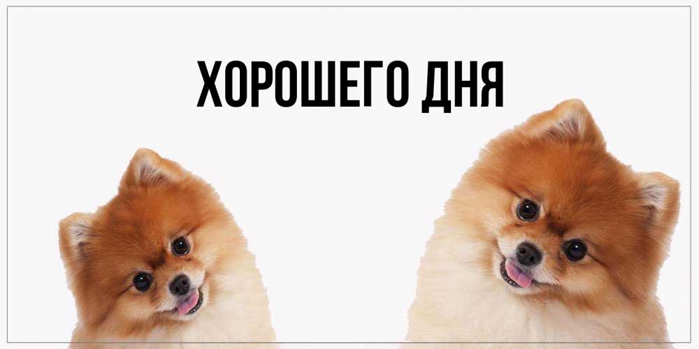 Открытка  для любимых и родных. выберите-описание, Хорошего дня  