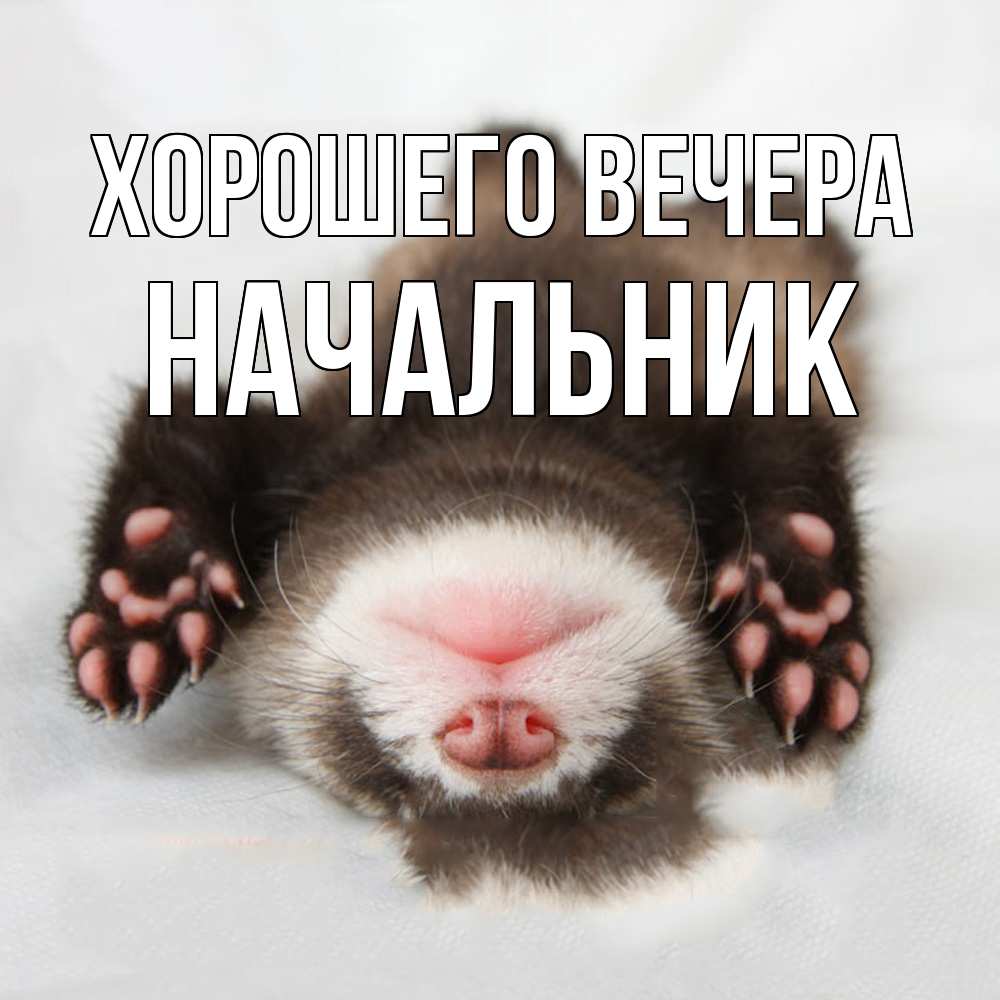 Открытка  для любимых и родных. Начальник, Хорошего вечера  