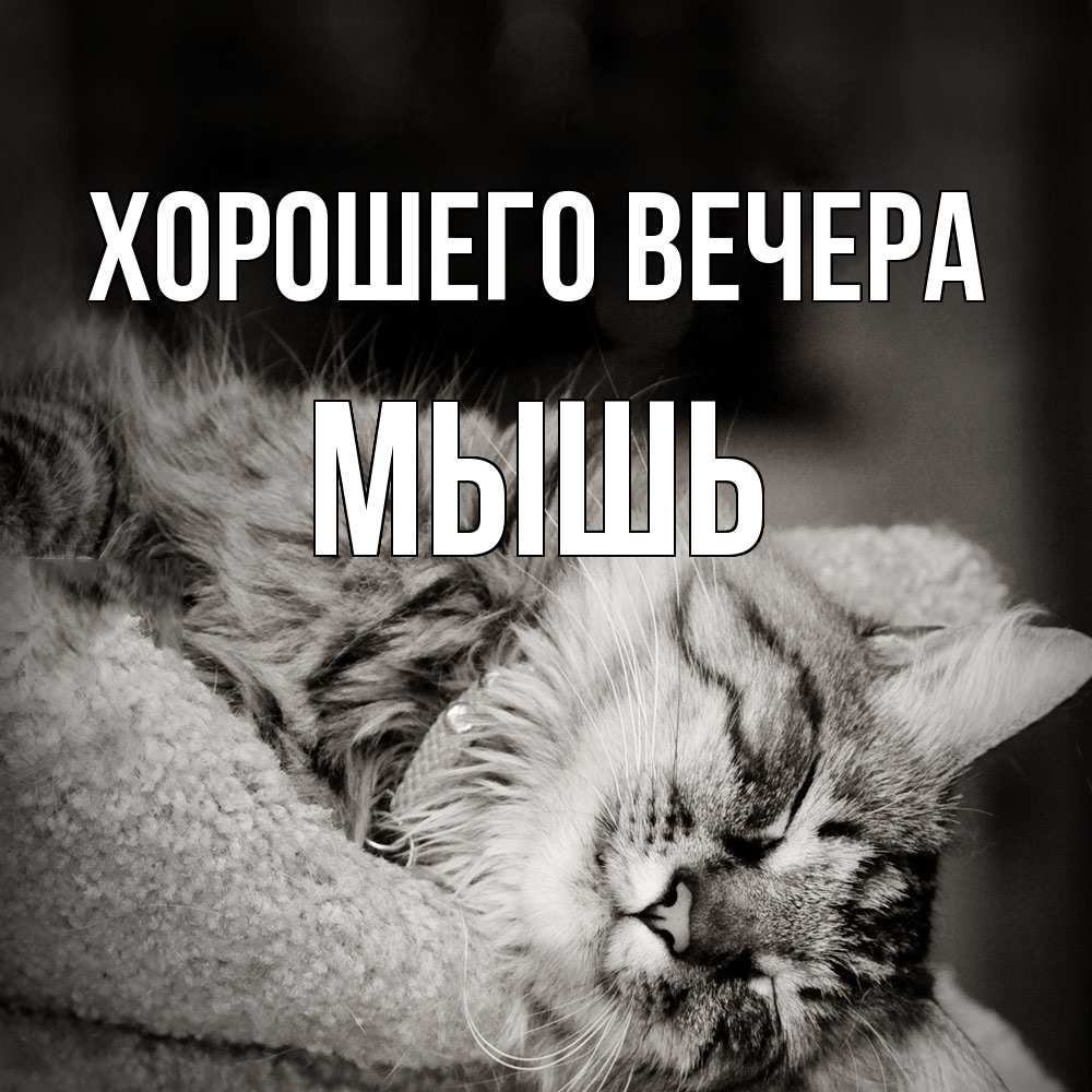 Открытка  для любимых и родных. мышь, Хорошего вечера  