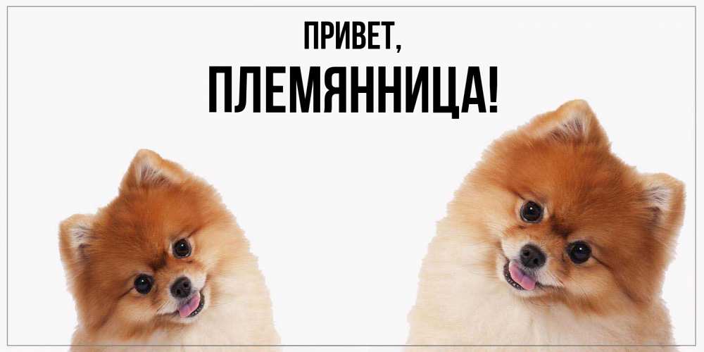 Картинка Привет, Племянница