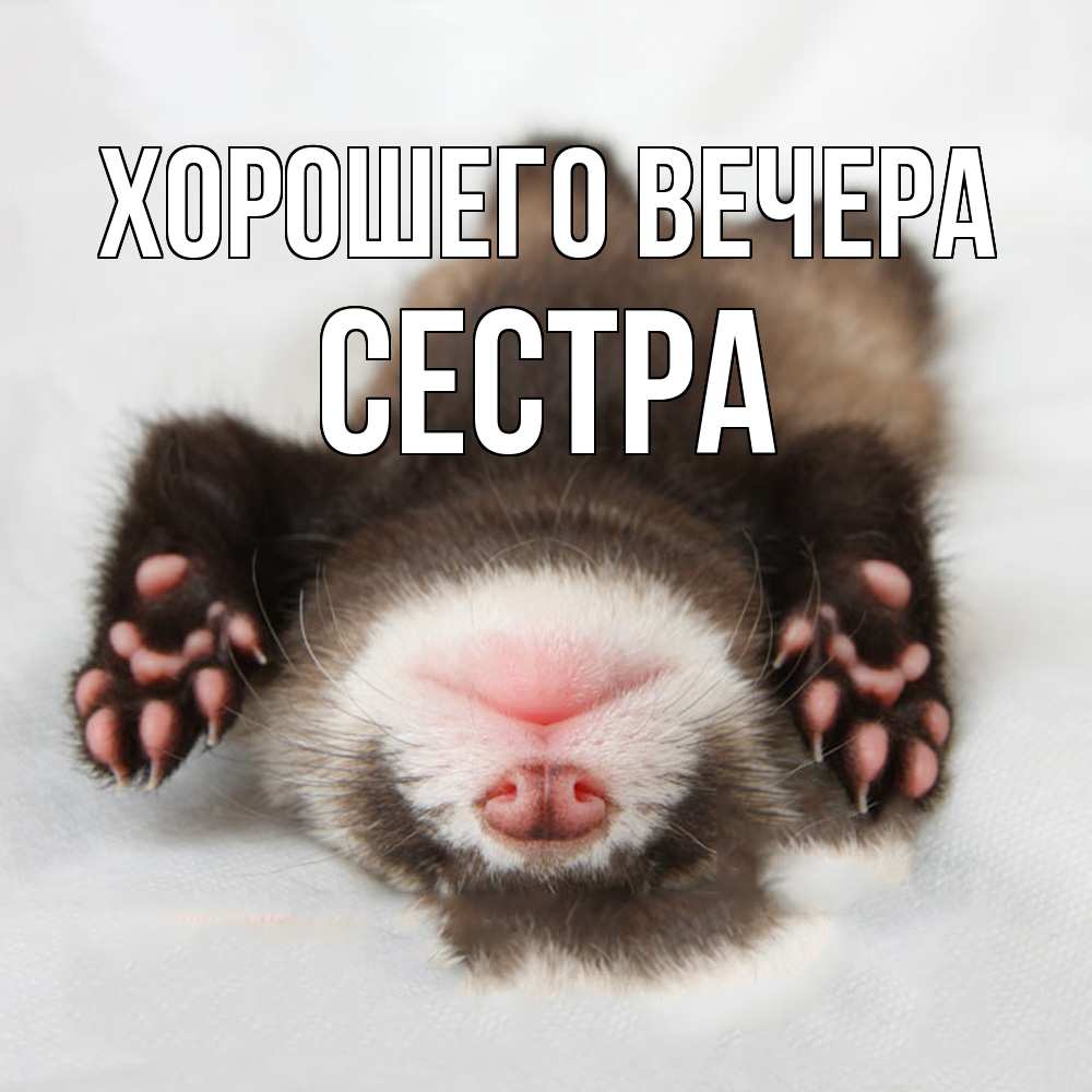 Открытка  для любимых и родных. Сестра, Хорошего вечера  