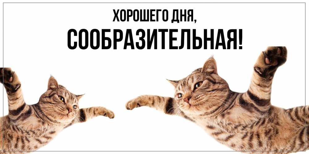 Открытка  для любимых и родных. сообразительная, Хорошего дня  