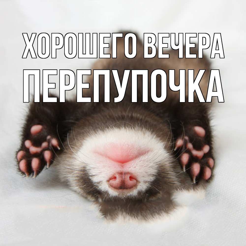 Открытка  для любимых и родных. перепупочка, Хорошего вечера  