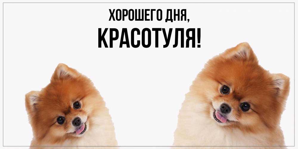 Открытка  для любимых и родных. красотуля, Хорошего дня  