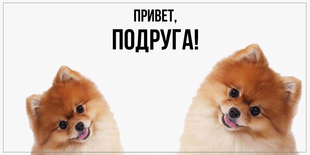 Открытка  для любимых и родных. Подруга, Привет  