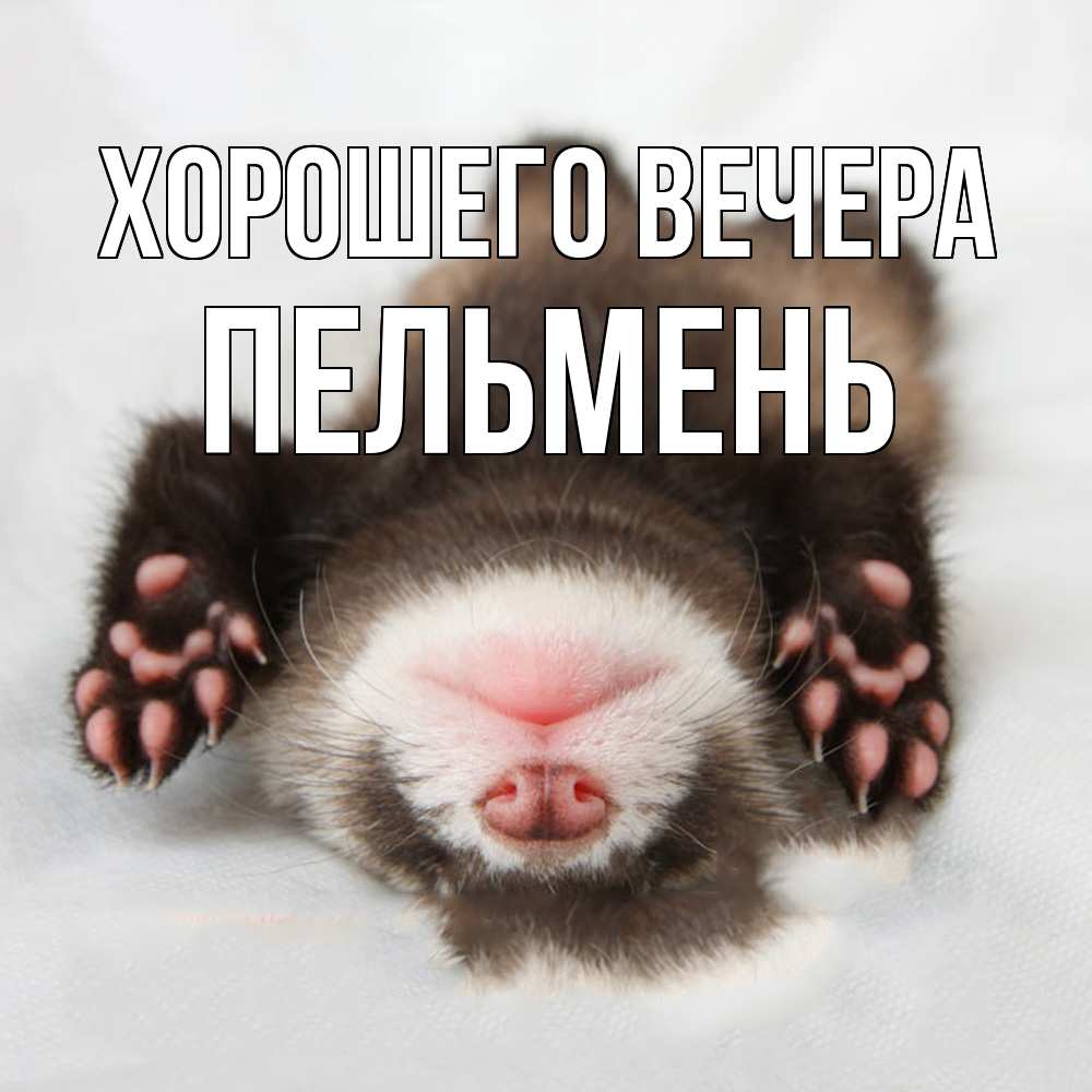 Открытка  для любимых и родных. пельмень, Хорошего вечера  