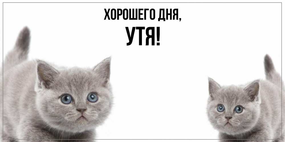 Открытка  для любимых и родных. утя, Хорошего дня  