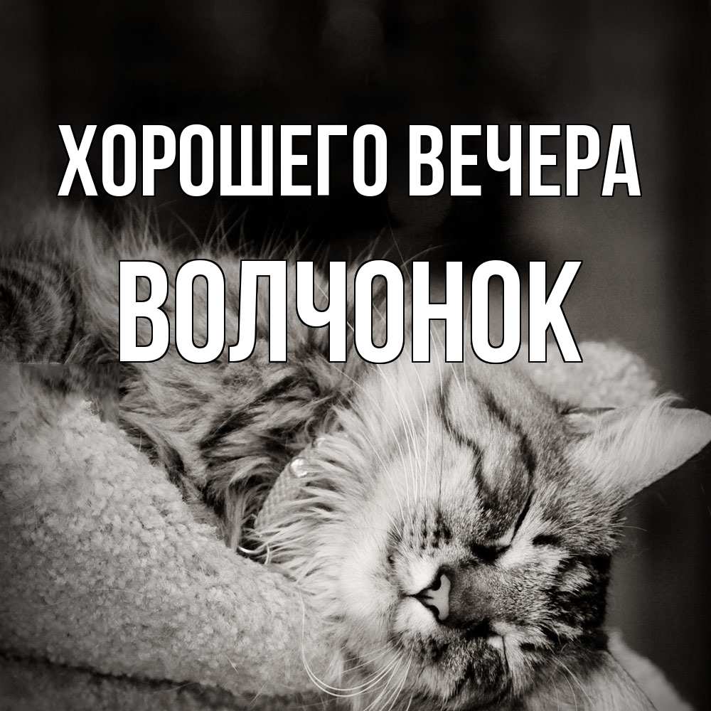 Открытка  для любимых и родных. волчонок, Хорошего вечера  