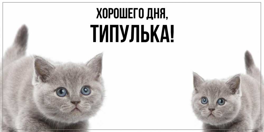 Открытка  для любимых и родных. типулька, Хорошего дня  