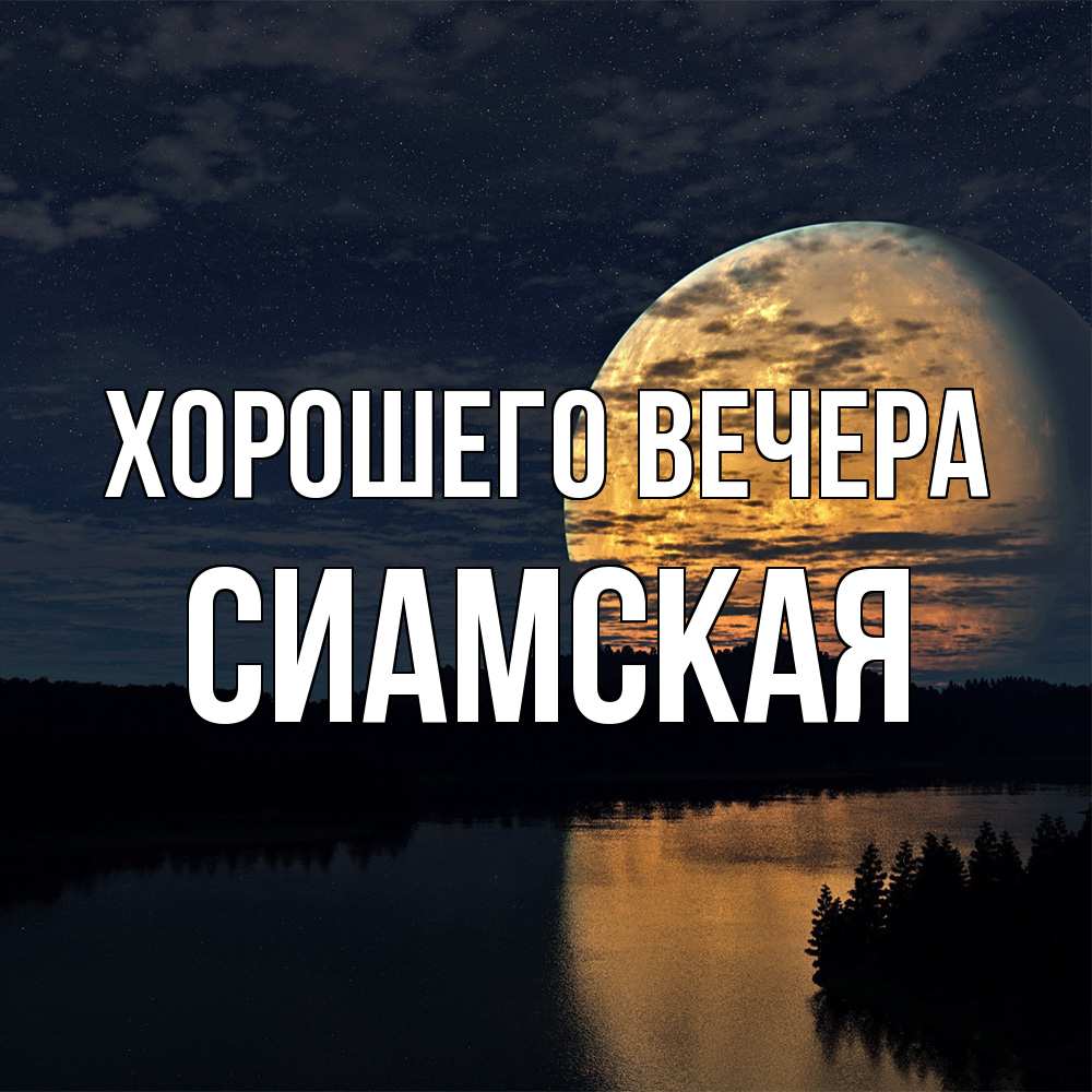 Картинка Хорошего вечера, сиамская
