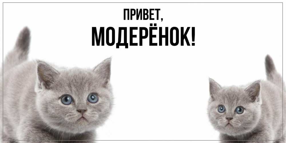 Открытка  для любимых и родных. модерёнок, Привет  