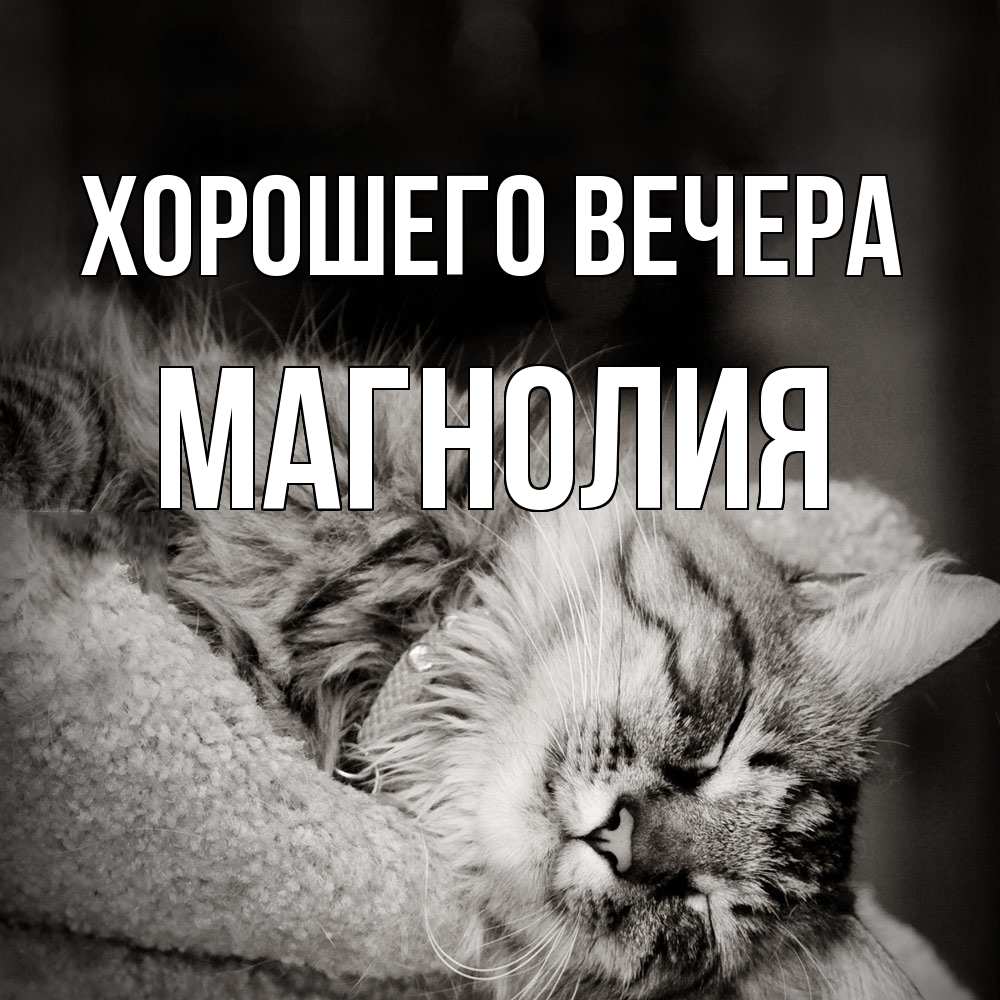 Открытка  для любимых и родных. магнолия, Хорошего вечера  