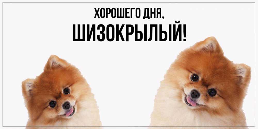 Открытка  для любимых и родных. шизокрылый, Хорошего дня  