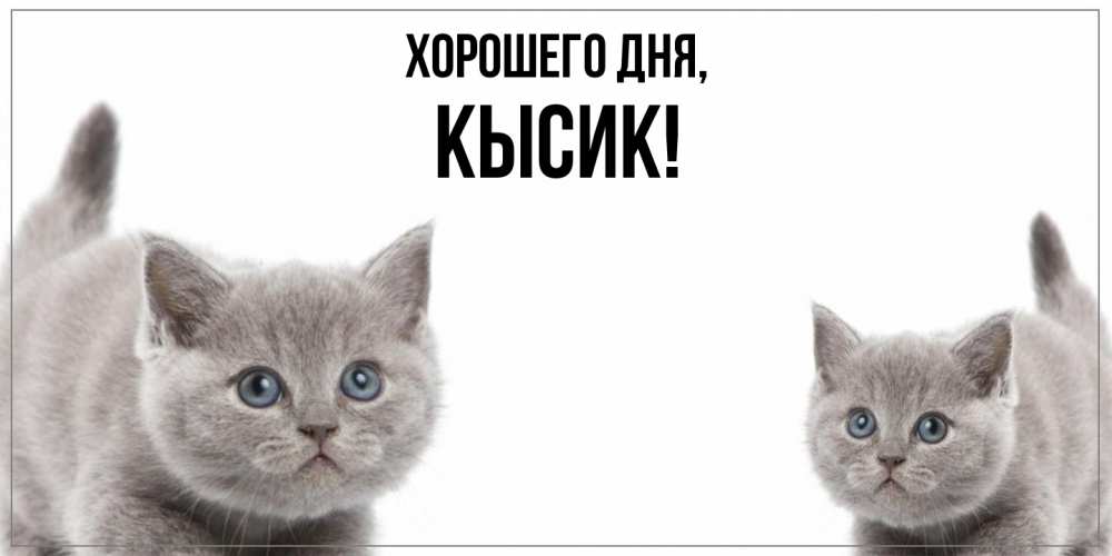 Открытка  для любимых и родных. кысик, Хорошего дня  