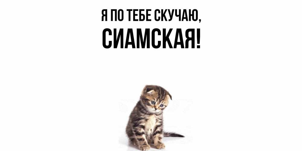 Открытка  для любимых и родных. сиамская, Я по тебе скучаю  