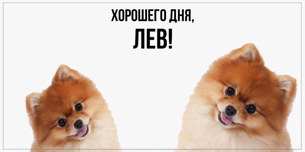 Открытка  для любимых и родных. лев, Хорошего дня  